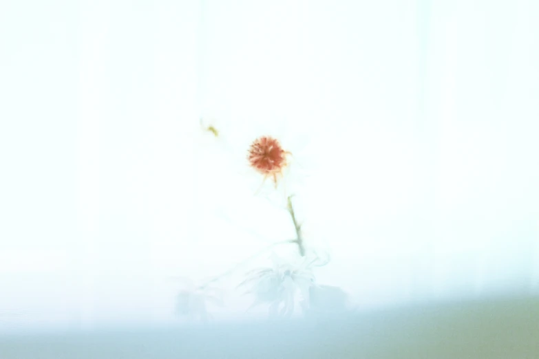 a red flower sitting in a vase next to a window