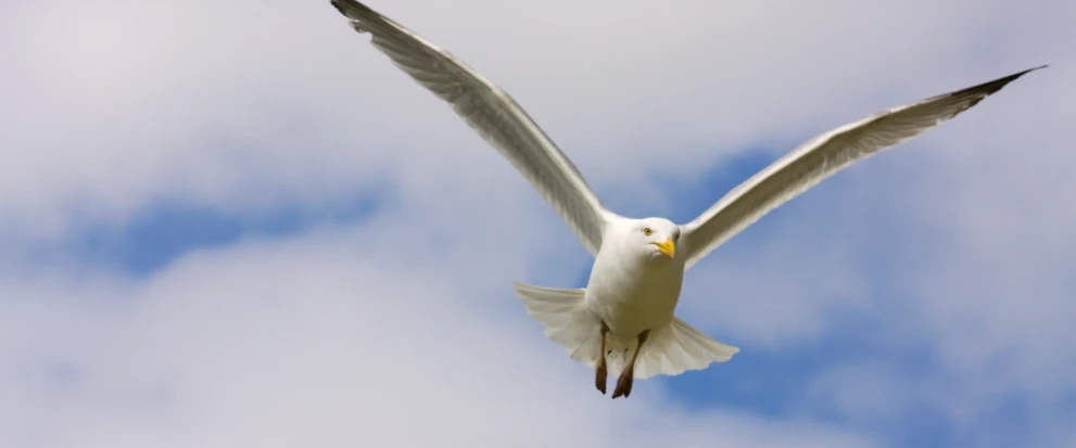 white bird flying in the air with wings outstretched