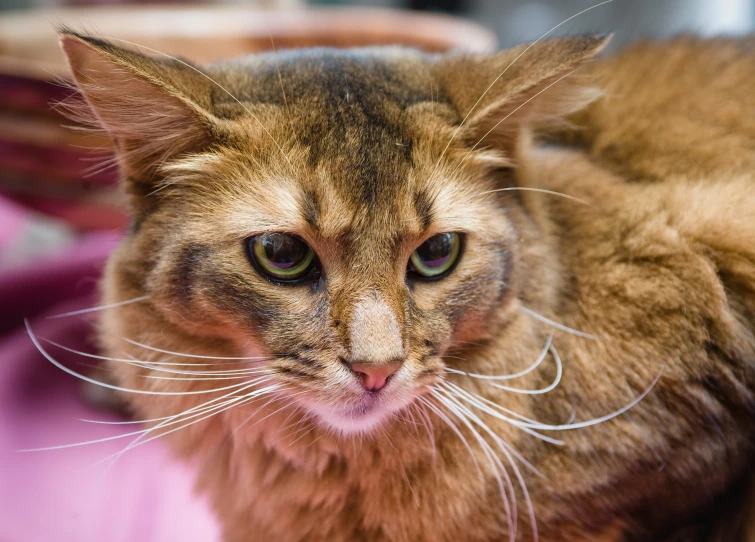 an old cat that looks like it is looking at the camera