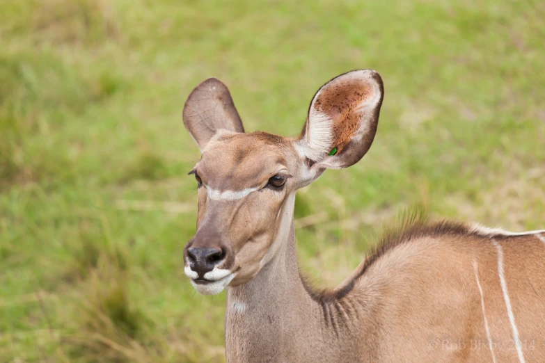 a young deer is standing near a grassy field