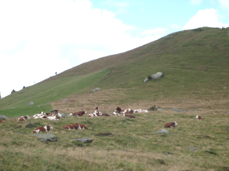 many animals grazing and laying in a field
