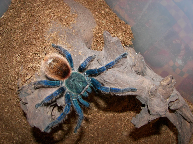 a taradulophan crawling on some wood with its tail