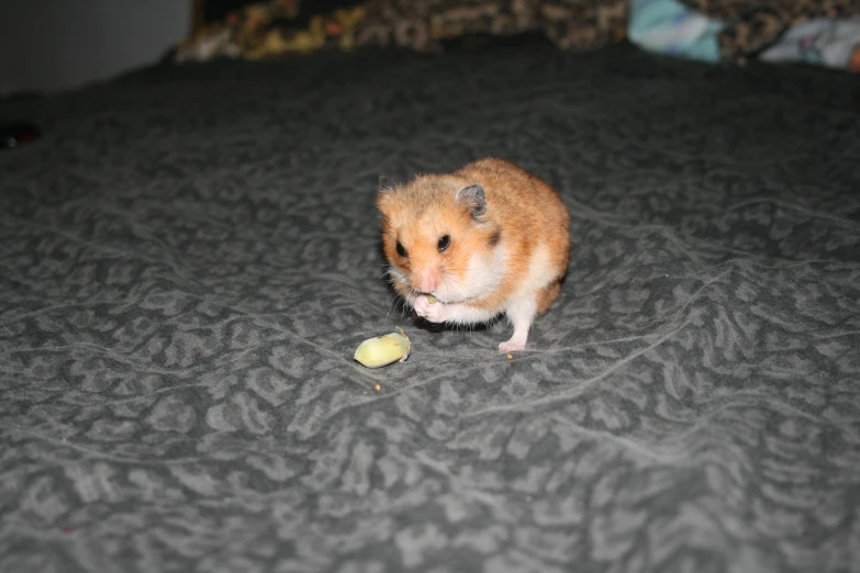 small rodent standing on bed eating soing