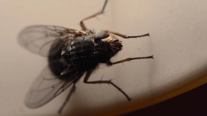 a close up of the head and body of a fly