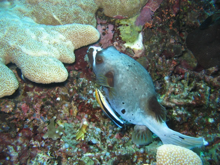 a grey fish swims in front of some coral