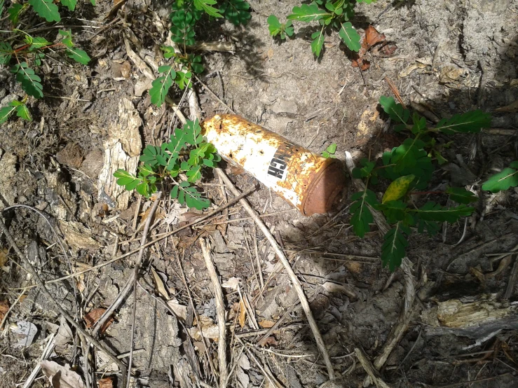 an old, burnt bottle lays in the woods