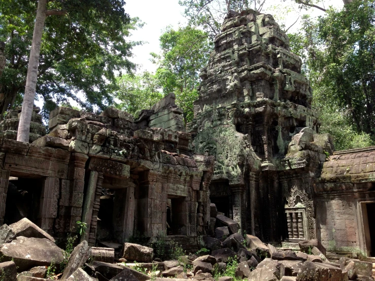 an old tree grows in the ruins of a building