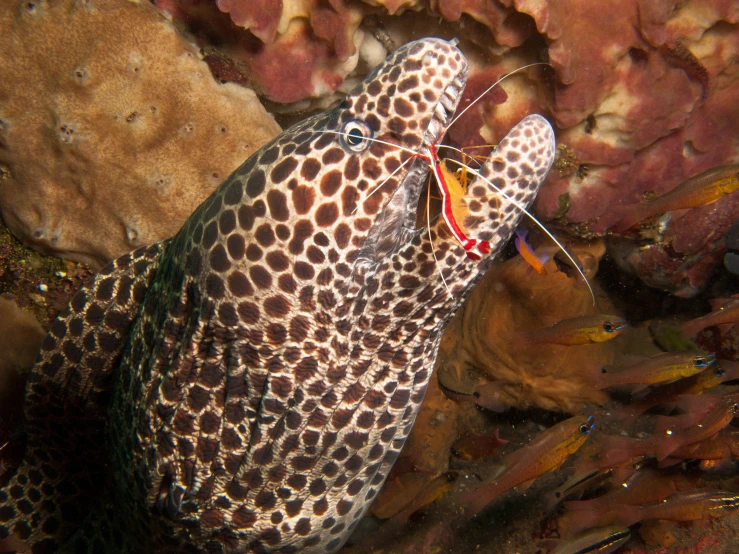 a spotted fish with an insect crawling in it