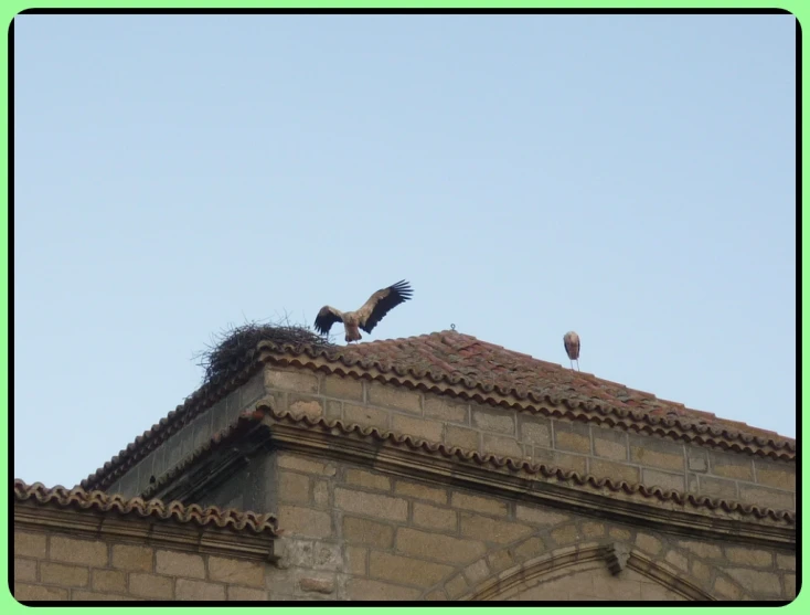 two large birds are perched on a roof