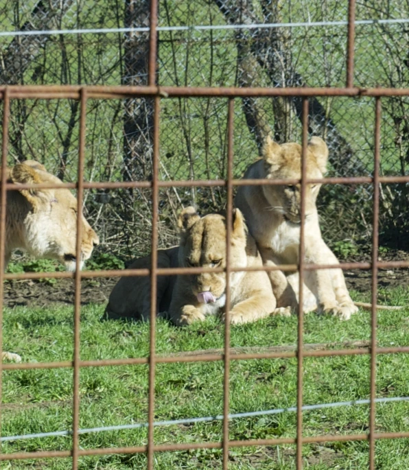 a group of three young lions sitting next to each other