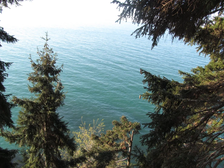 the view from a wooded area shows water and tree tops