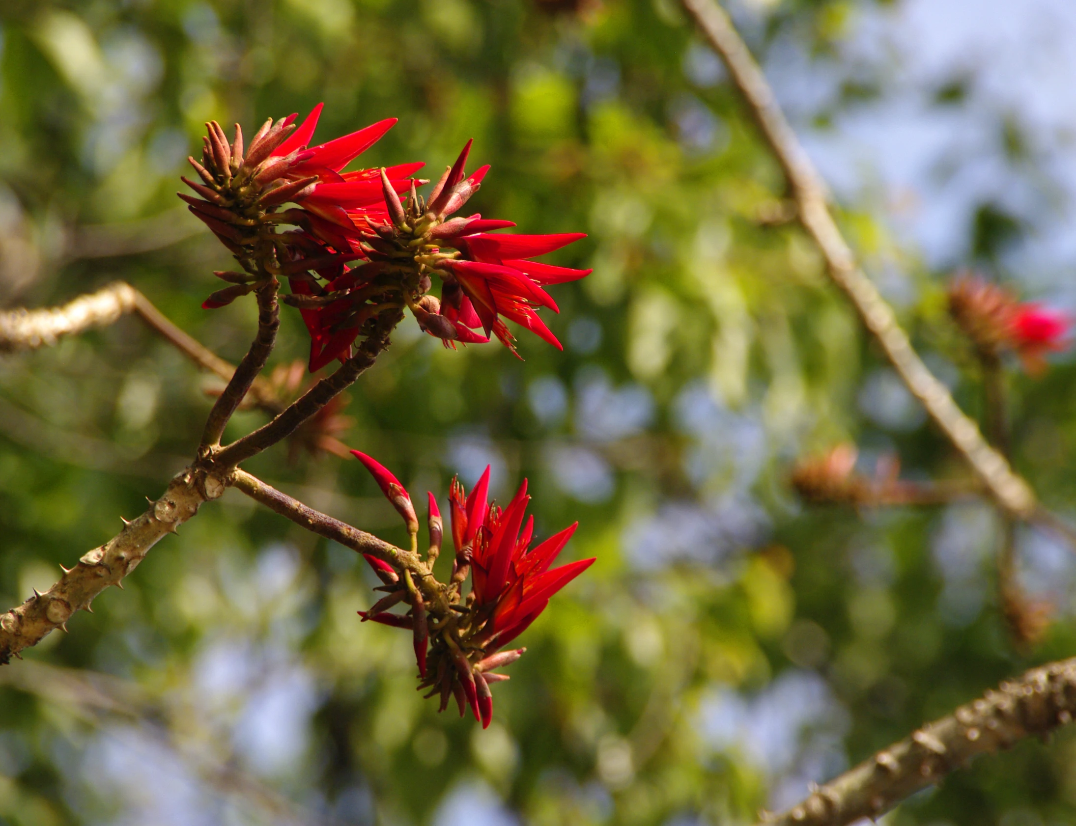 red flowers hang on the nch of a tree