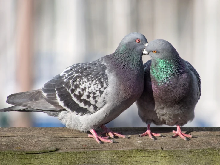 two pigeons are standing on the nch of a fence