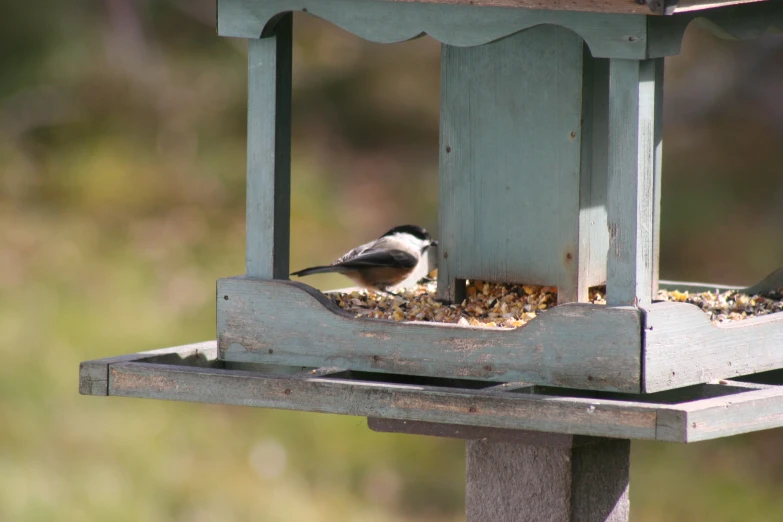 a bird feeder with some small birds eating