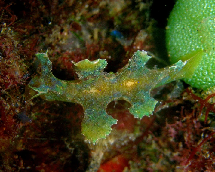 a yellow and green seahorse with a light on top of it