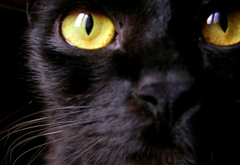 a close up s of a black cat with bright yellow eyes