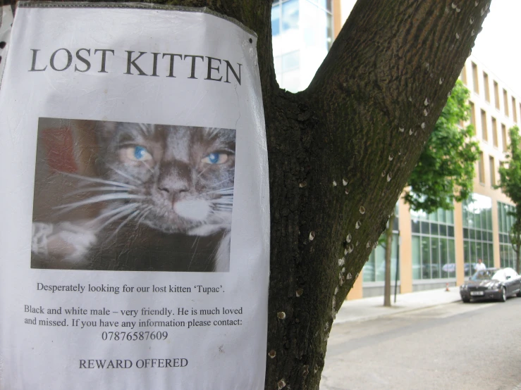 a lost kitten sign on the side of a tree