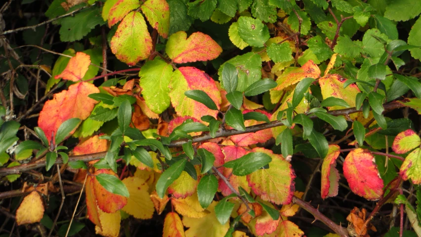 some green leaves and some red leaves