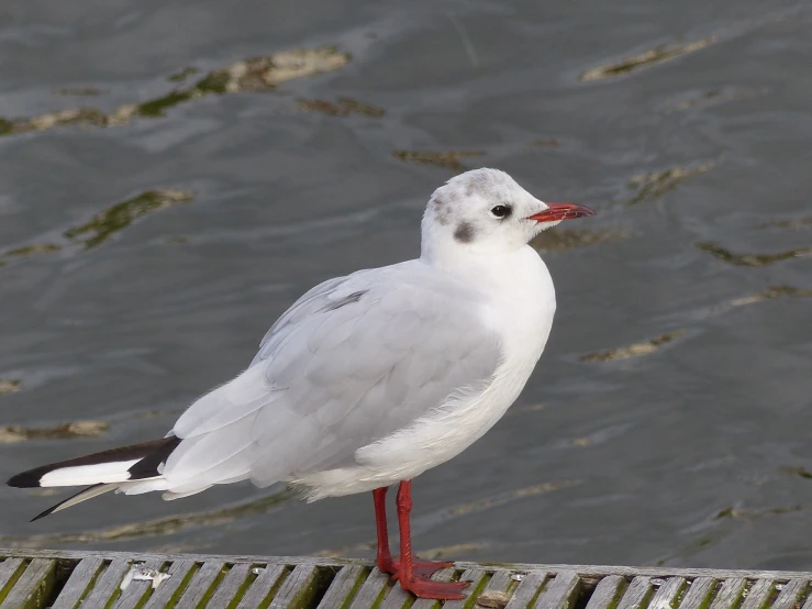a white and grey bird with long legs sitting on a wooden rail by water