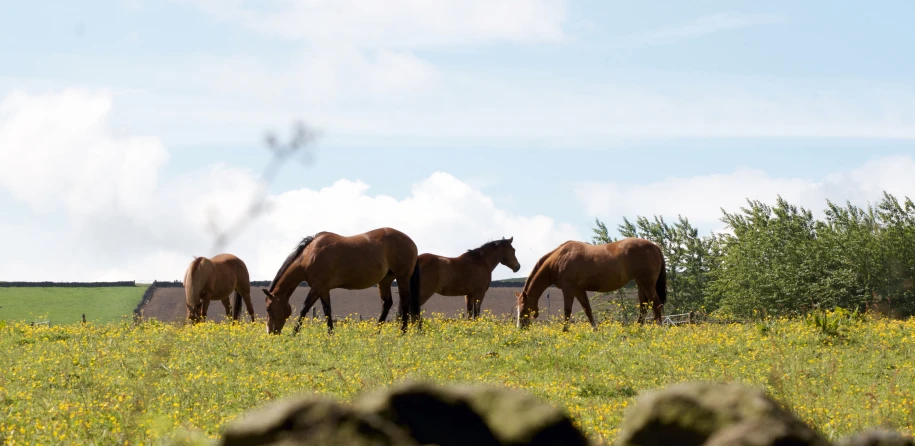 a group of horses standing in a field