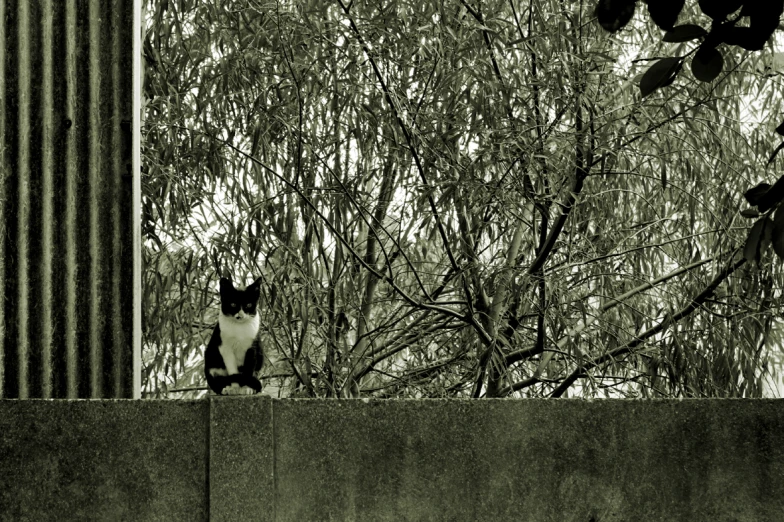 a cat sitting on the fence looking out into the distance