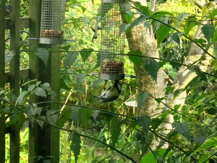 a number of bird cages in a tree