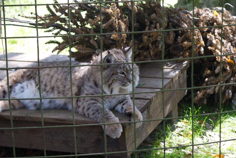 a cat that is laying down by some plants