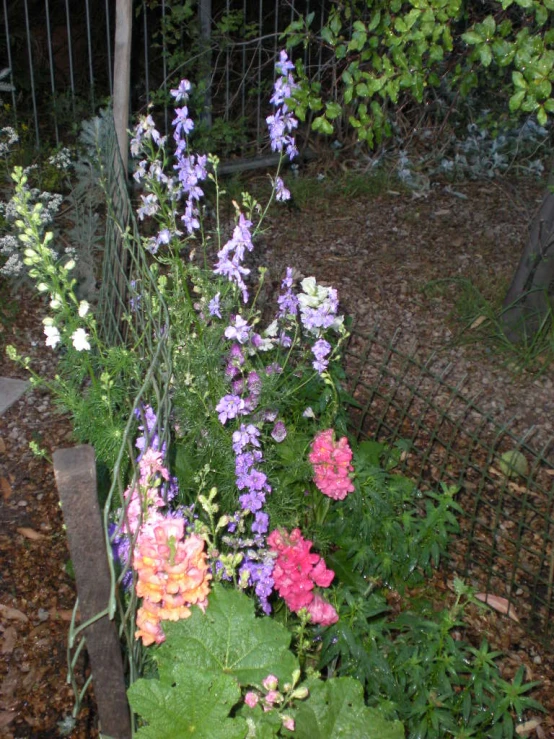 an assortment of different flowers growing in a garden