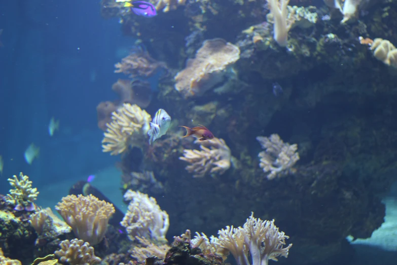 a fish in a tank filled with water near some coral