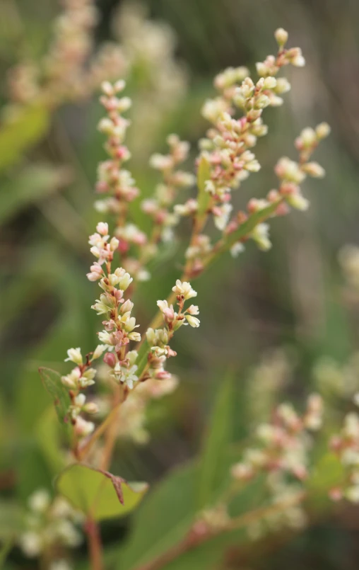 some small white flowers next to grass