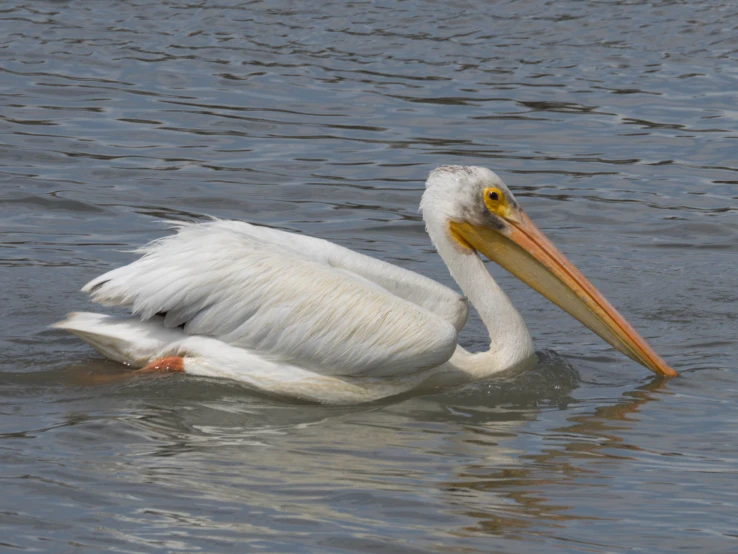 the large bird is floating on the water with a long bill