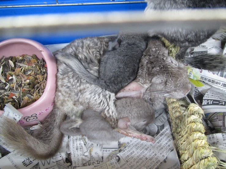 a group of baby animals in a pile of newspapers