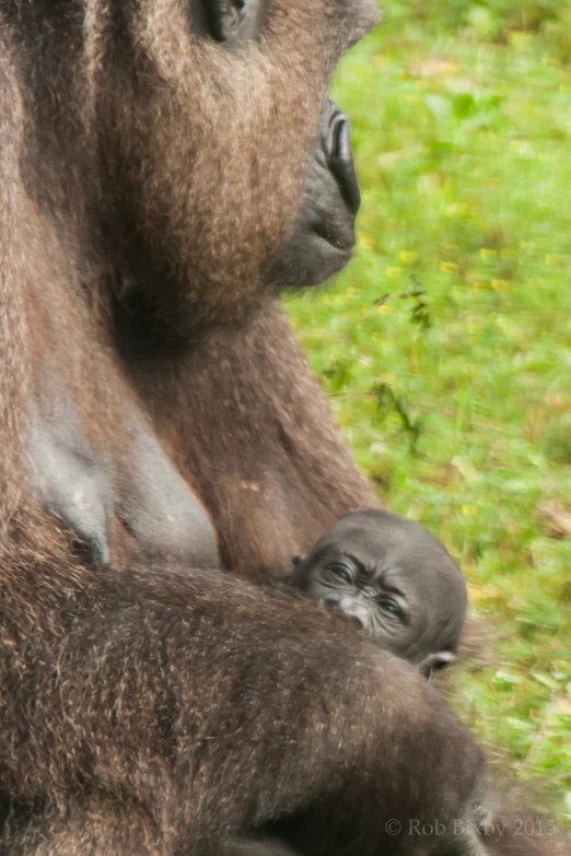 baby gorilla nursing from adult in grassy area