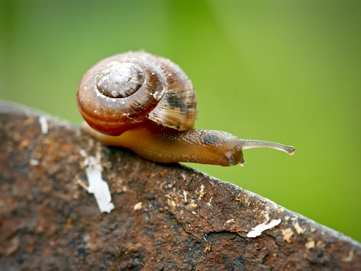 a small snail crawling on a piece of wood