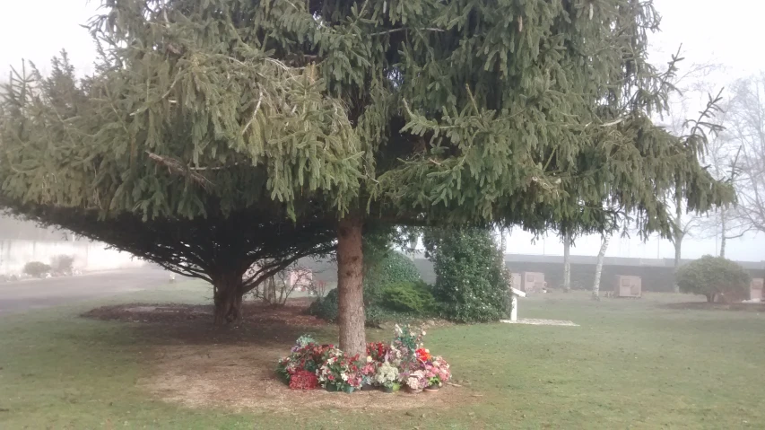 a lone tree in a field next to a small grave