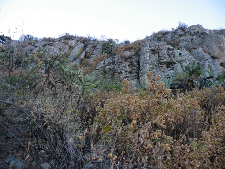 wild weeds and vegetation stand against the rocky face