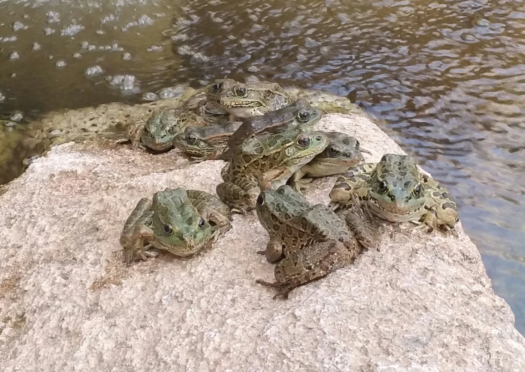 there are many lizards sitting on the stone by the water