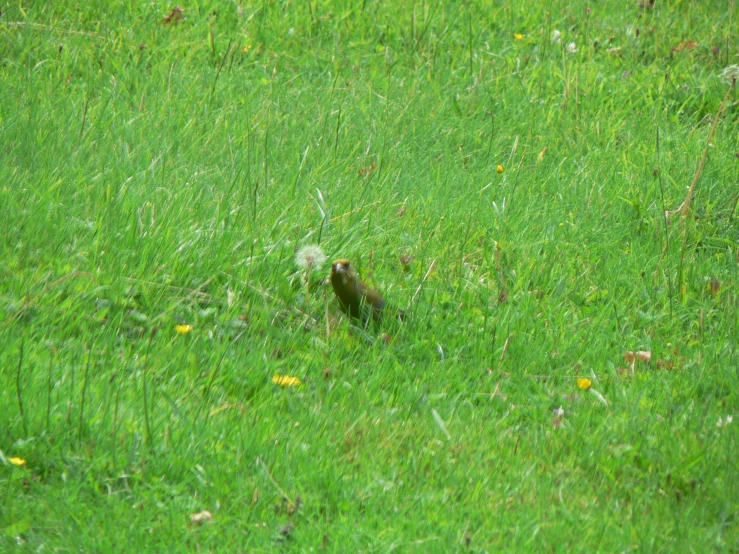 a bird in the grass sitting next to a tree