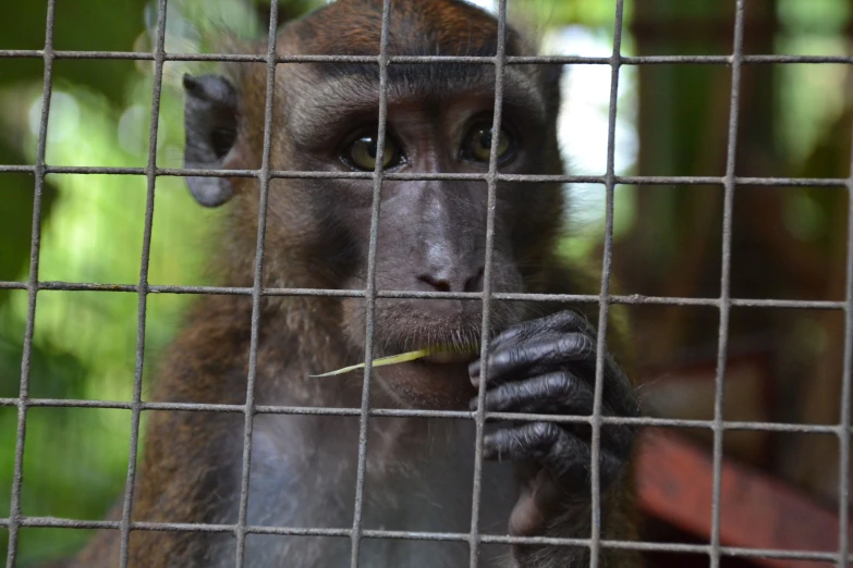 a monkey is sticking his finger into the cage