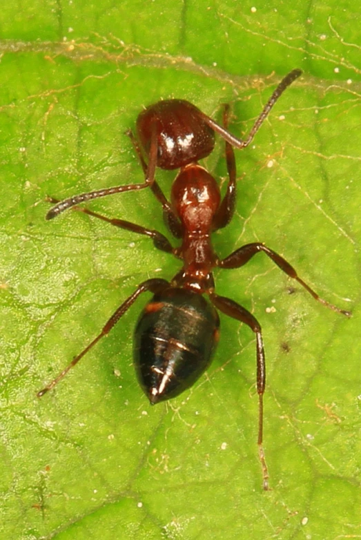 a brown insect with black legs and wings on a leaf