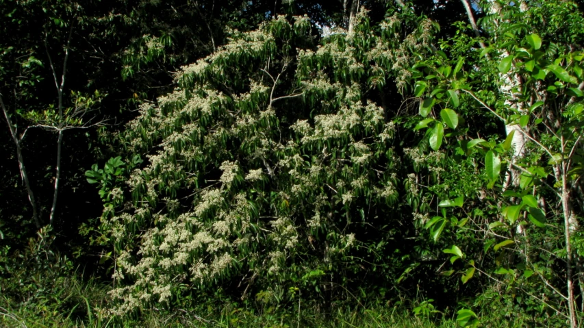 there is some vegetation in the woods near by