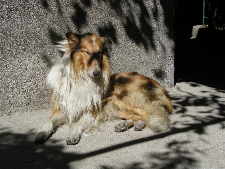 a long - haired shetland sheep dog sitting outside next to another long haired dog