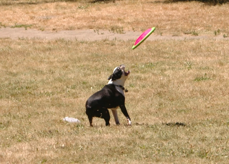 the dog jumps up to catch the frisbee in the air