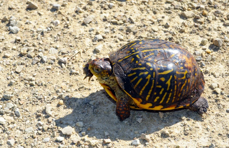 a box turtle sitting on the ground in some kind of lot