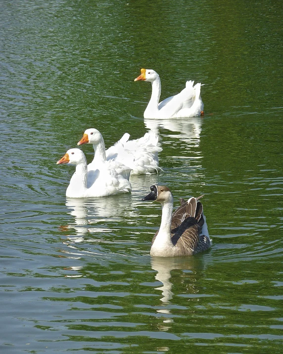 some white and grey ducks on green water