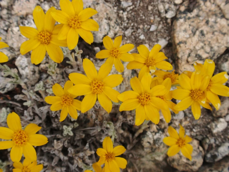 some yellow flowers grow out of some rocks