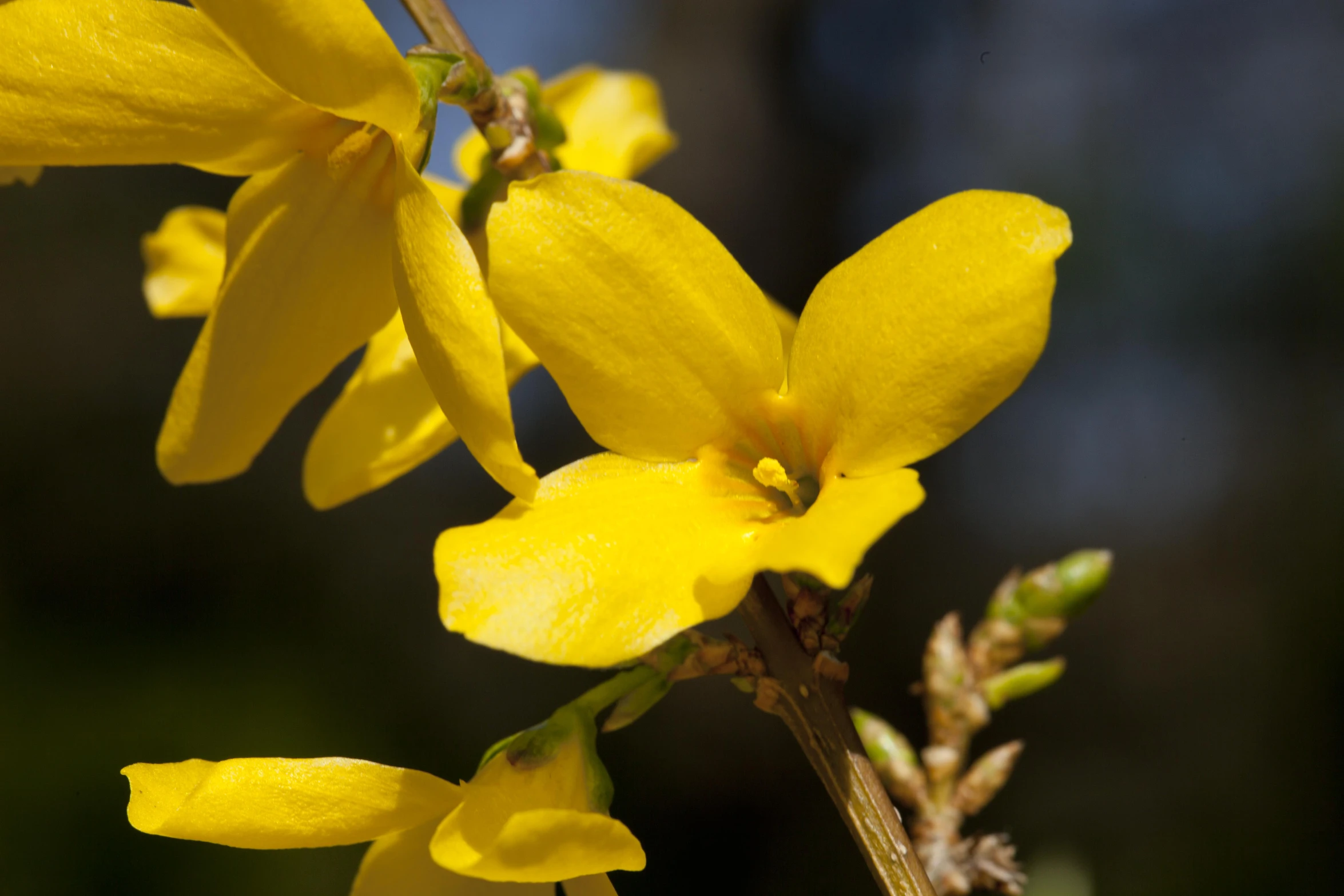 some yellow flowers blooming in the wild