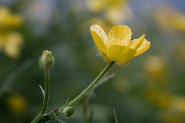 a yellow flower is blooming on a green stem