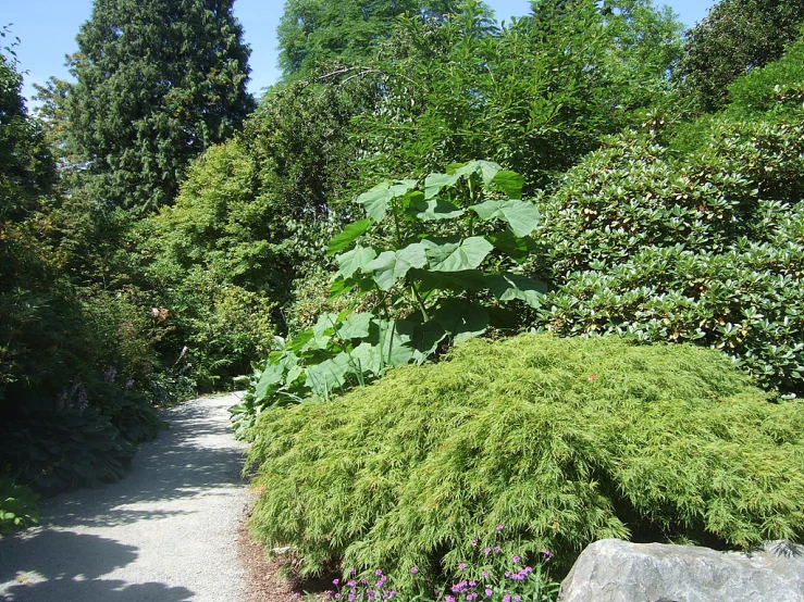 a long leafed plant beside the trail in a park