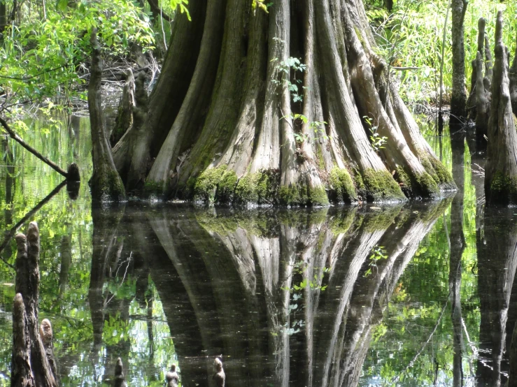 an image of a tree that is in the water